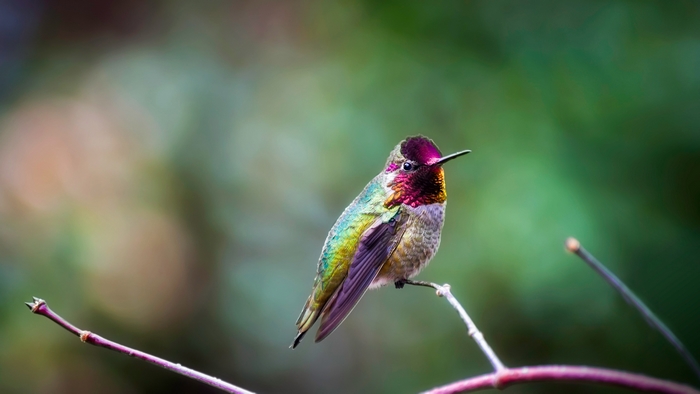 Annas Hummingbird perched on a branch