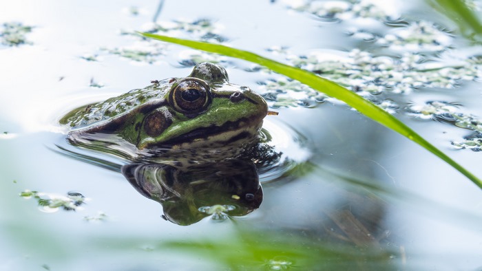 European Tree Frog in Water with Reflection