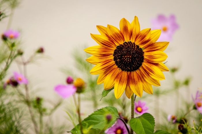 Yellow Sunflower and Blurred Pink Flowers