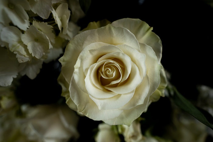 Close-up White Rose 4K