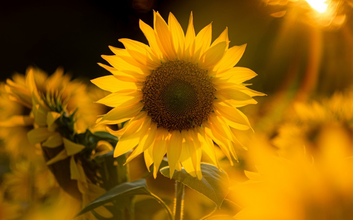 Golden Sunflower in Bright Sunlight