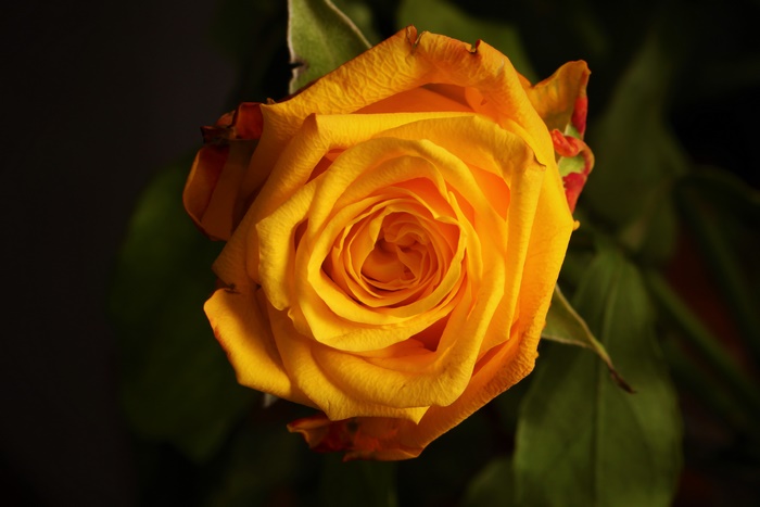Yellow Rose Flower 4K
