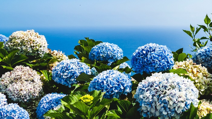 Blue Hydrangeas by the Ocean