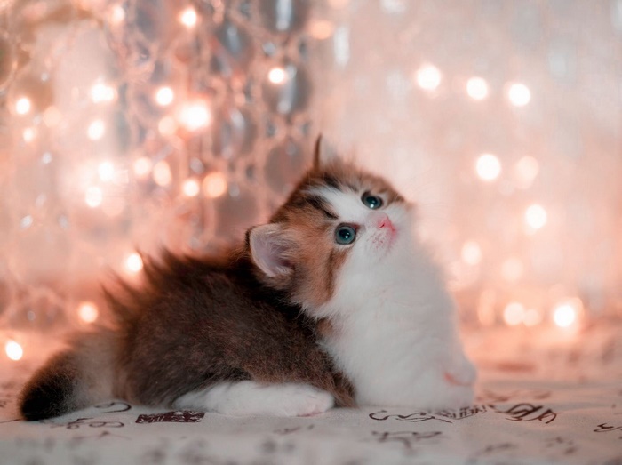 Adorable Kitten with Soft Lighting
