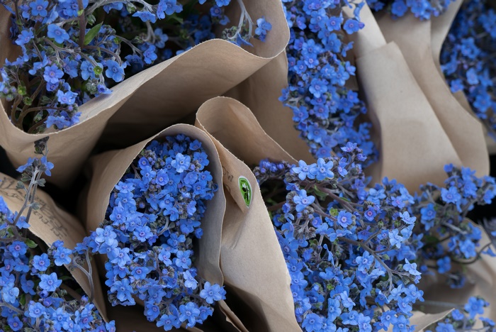 Blue Flowers in Brown Paper Bouquets