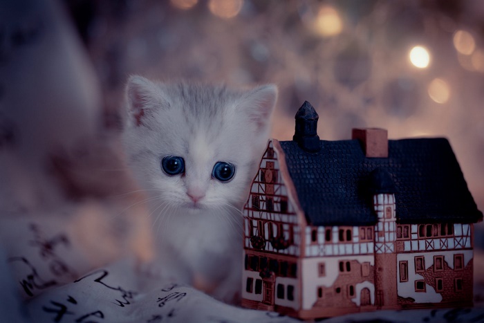 Kitten with striking blue eyes and miniature house