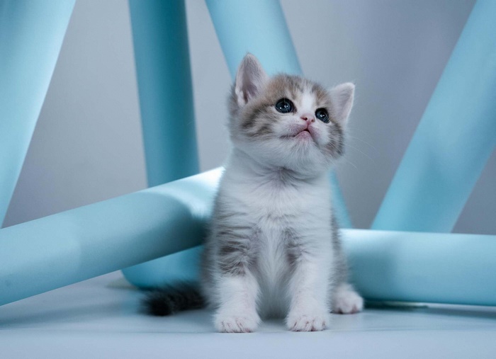 Cute Baby Kitten Looking Up