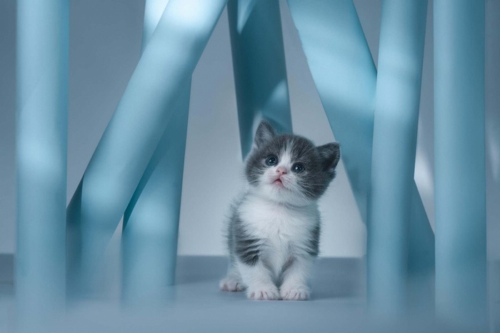 Adorable Baby Kitten Among Blue Structures