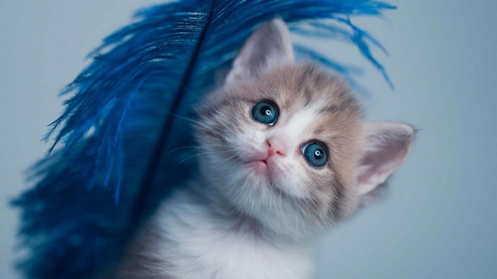 Adorable blue-eyed kitten with a vibrant blue feather