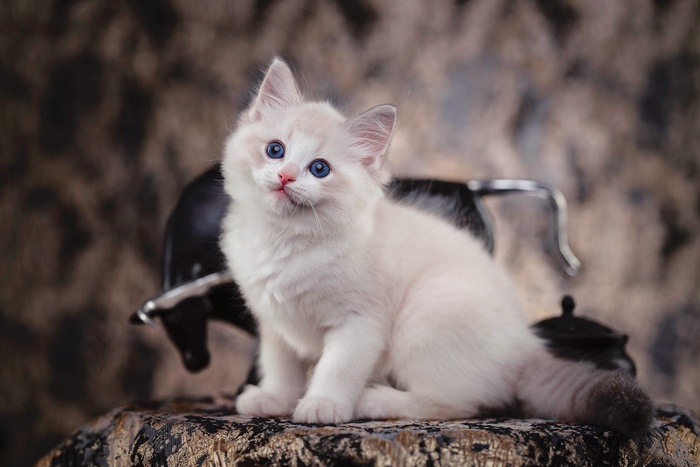 Adorable Fluffy White Kitten with Blue Eyes