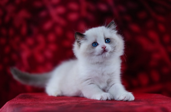 Cute Kitten with Blue Eyes on Red Background