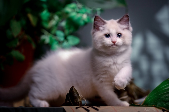Cute white kitten with blue eyes and raised paw