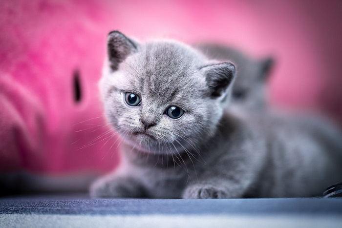 Adorable Baby Grey Kitten with Blue Eyes