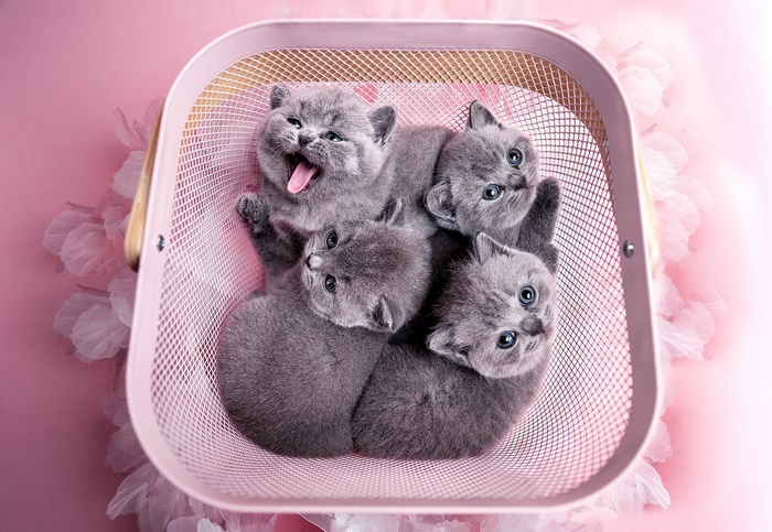 Baby grey kittens in a pink basket