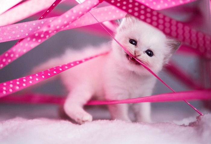 Playful kitten with pink polka dot ribbons