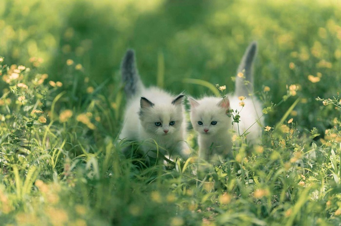 Two adorable white kittens in green grass