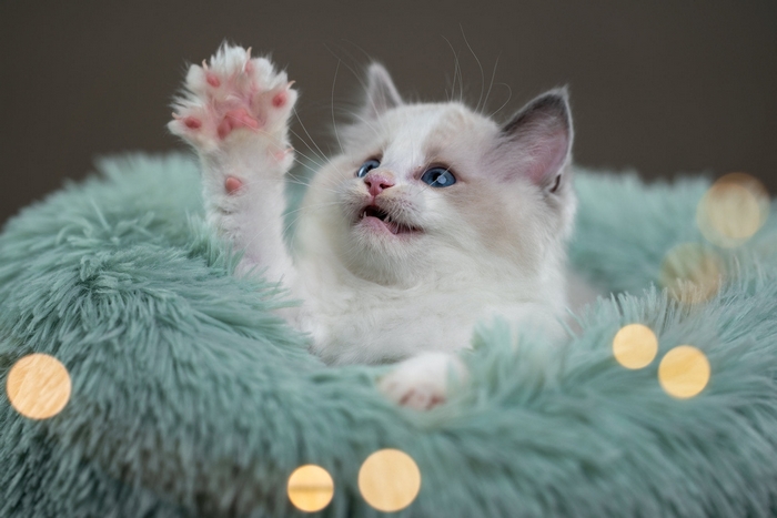 Cute kitten raising paw in fluffy teal bed