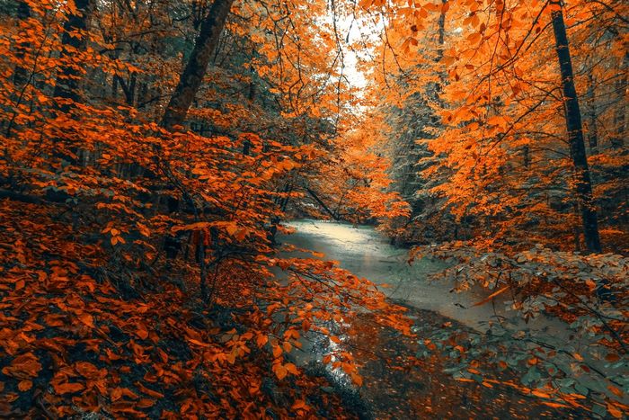 Autumn forest river with vibrant orange leaves