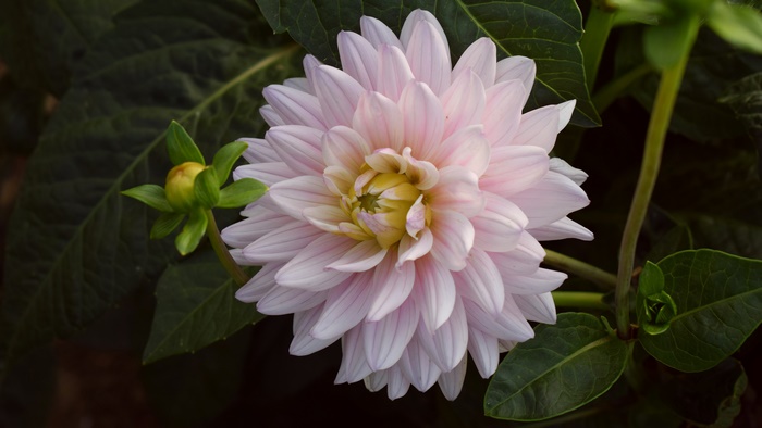 Light pink dahlia flower and bud