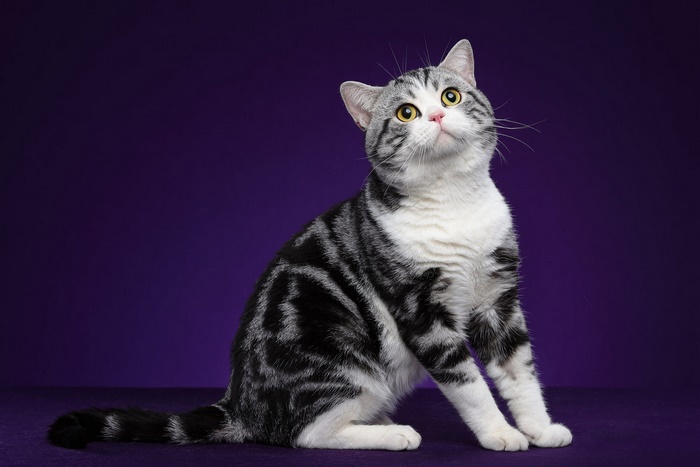 Beautiful silver tabby cat on purple background