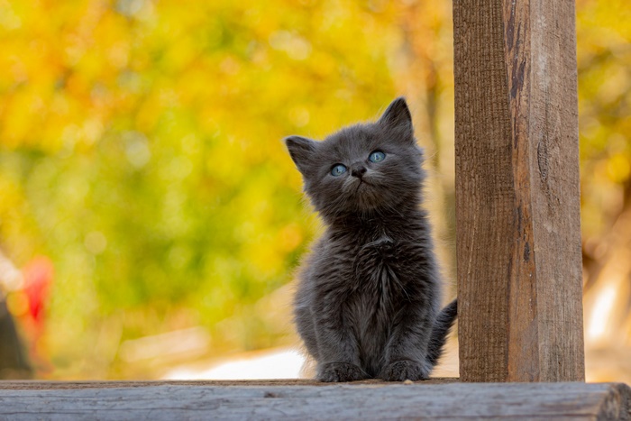 Adorable grey kitten with blue eyes in autumn
