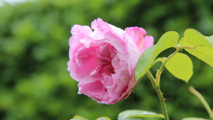 Pink Rose Flower 4K