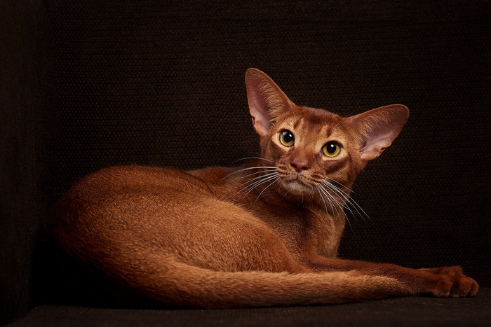 Abyssinian Cat with Golden Eyes