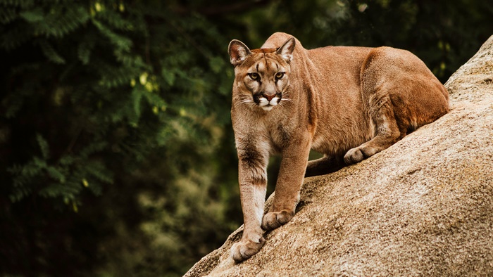 Majestic Cougar in Natural Habitat 4K