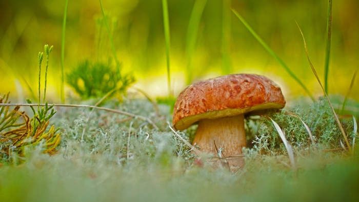 A Porcini mushroom growing in moss