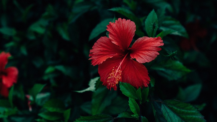 Red Hibiscus Flower on Dark Green Foliage 4K