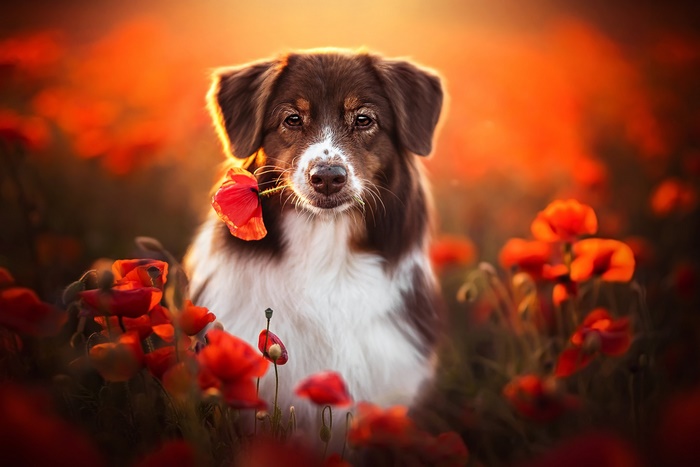 Border Collie with a poppy in a golden field