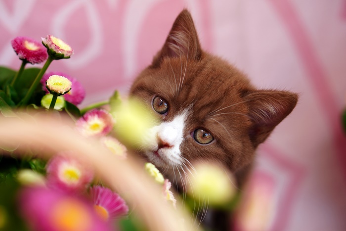 Adorable Kitten Peeking Through Pink Flowers