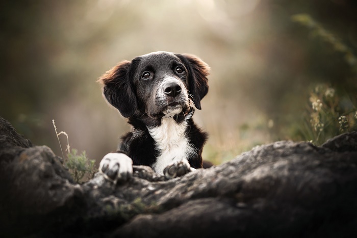 Cute black and white puppy dog looking up
