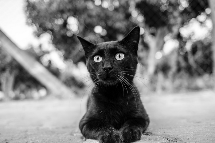 Black and White Cat with Bright Eyes