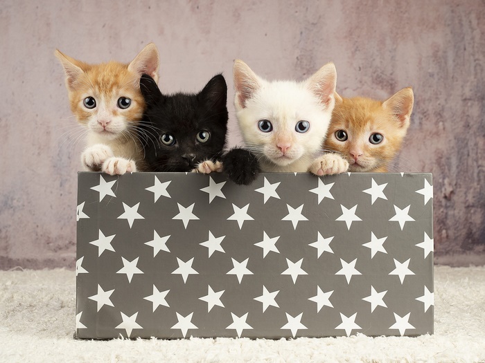 Four adorable kittens in a star box