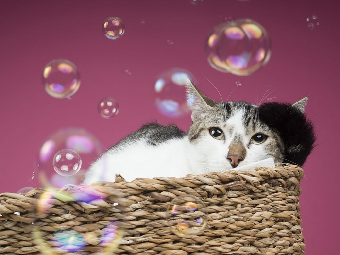 Cute pet cat in basket with colorful bubbles