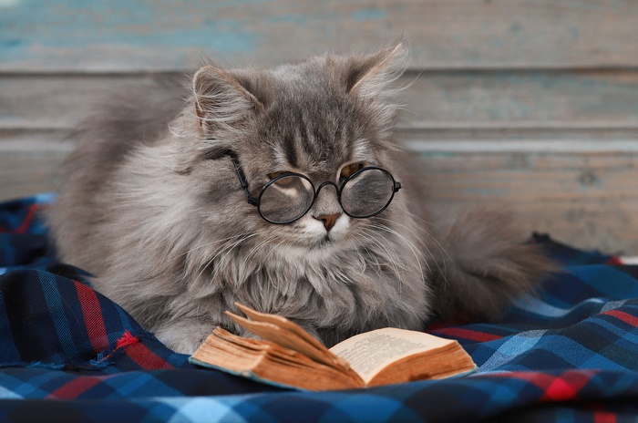 Fluffy Cat with Glasses Reading a Book