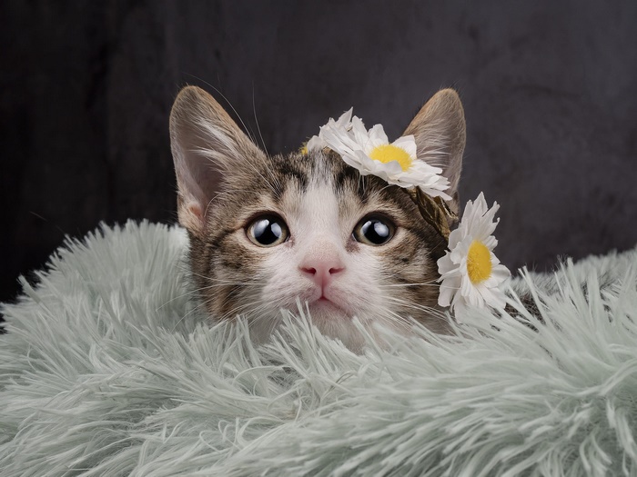 Cute Kitten with Daisy Crown in Fluffy Blanket