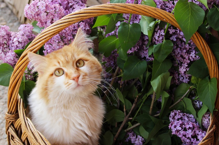 Fluffy cat in a basket of purple lilacs