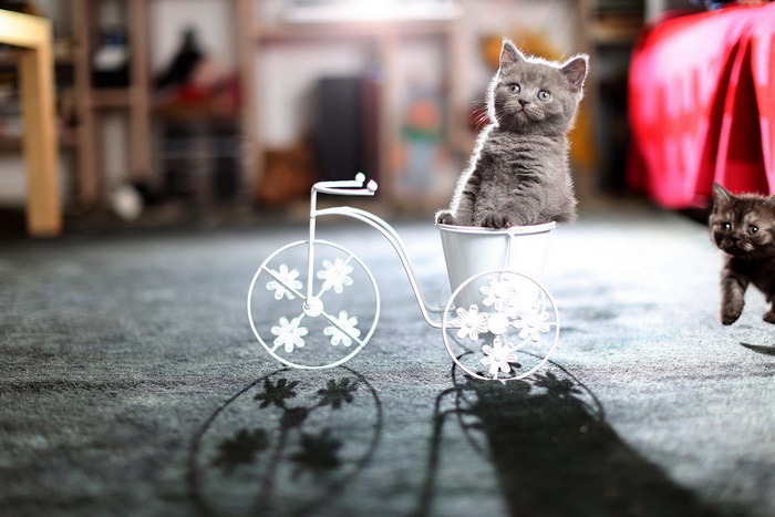 Two cute kittens, one in a decorative bicycle
