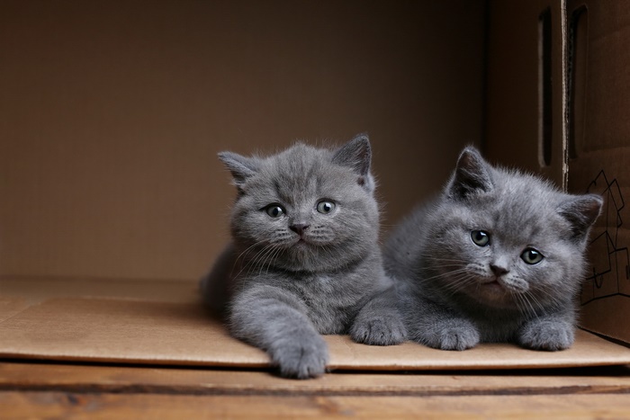 Adorable grey kittens in a cardboard box