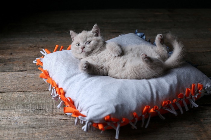 Cute kitten relaxing on a pillow