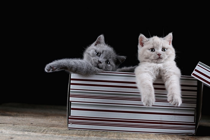 Two baby kittens peeking from a striped box