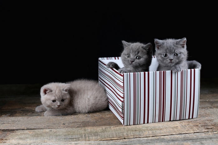 Cute baby kittens in and around a box