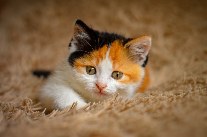 Calico Kitten Lying on Soft Carpet