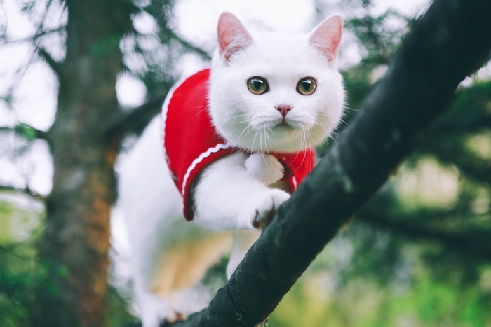 White cat in red harness on tree branch