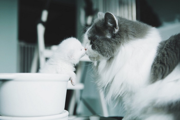 Mother cat and kitten nose kiss
