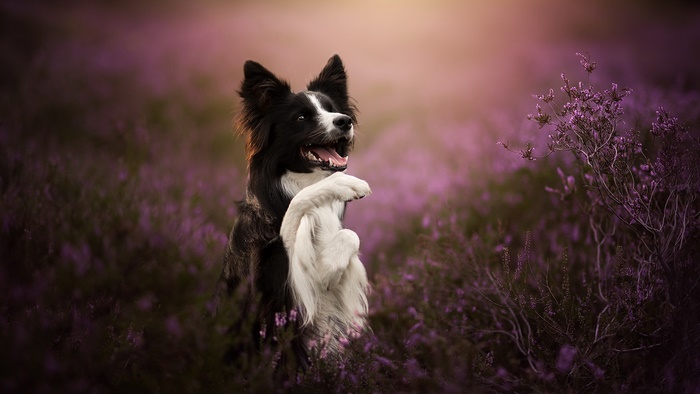 Playful Border Collie dog in purple heather field