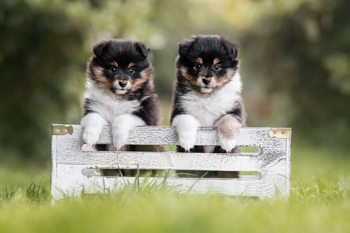 Two adorable puppies in a wooden crate