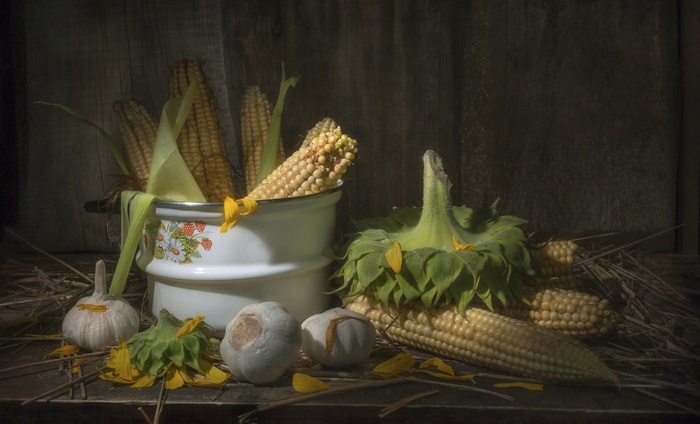 Harvest Still Life with Corn, Garlic, and Sunflower